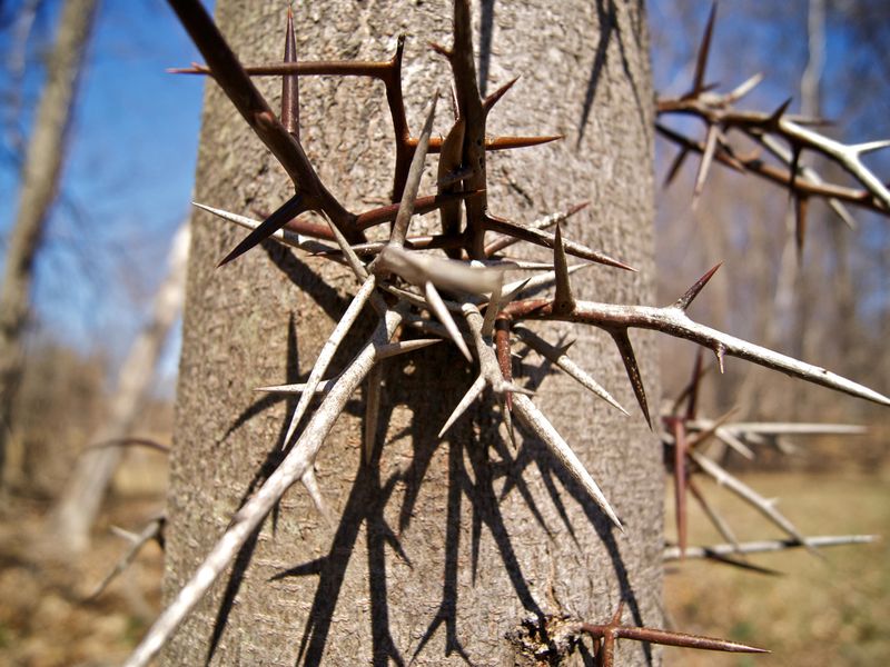 thorns-smithsonian-photo-contest-smithsonian-magazine