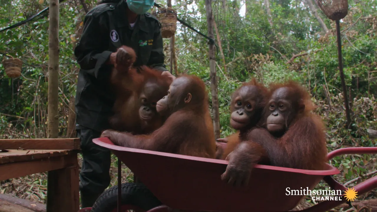 Preview thumbnail for Infant Orangutans Get Ready for Their First Day of School