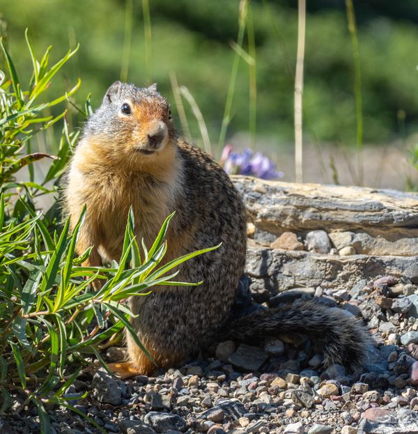 Columbian Ground Squirrel in Glacier National Park thumbnail