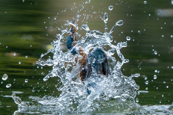 A Common kingfisher rising from the water with fish. thumbnail