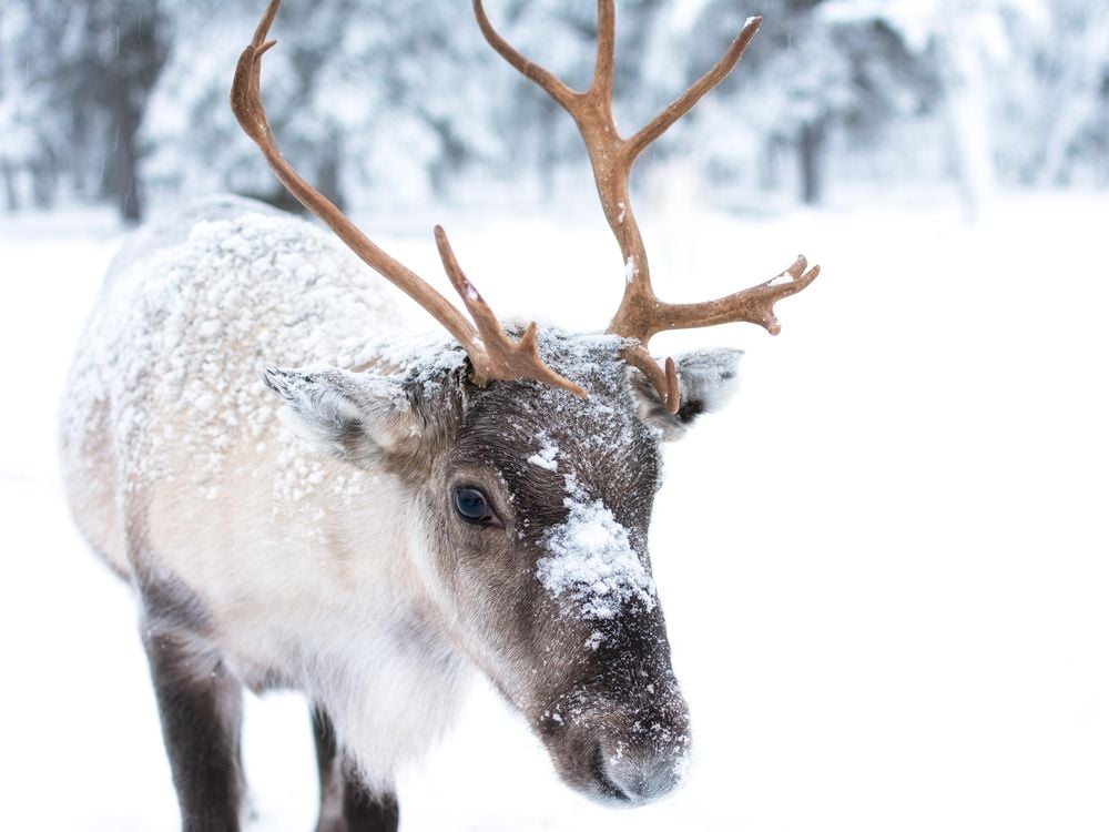 baby caribou in snow