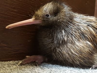 The baby kiwi, a member of an endangered species, emerged into the world this July.