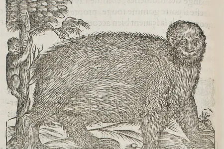 Illustration of a sloth in André Thevet's Les Singularitez de la France Antarctique (Paris: heirs of Maurice de la Porte 1558)