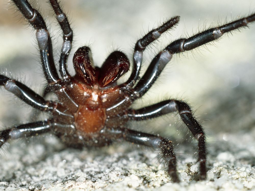 Funnel spider