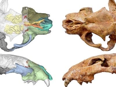 CT scans (left) and photos (right) of the skull