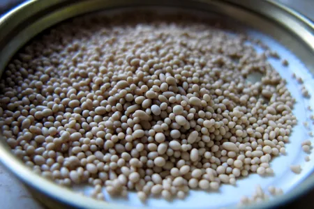 Scientists made synthetic version of a chromosome found in brewer's yeast, pictured above, a fungus commonly used to make beer.