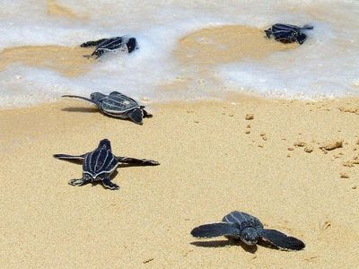Leatherback sea turtle hatchlings rush toward the water
