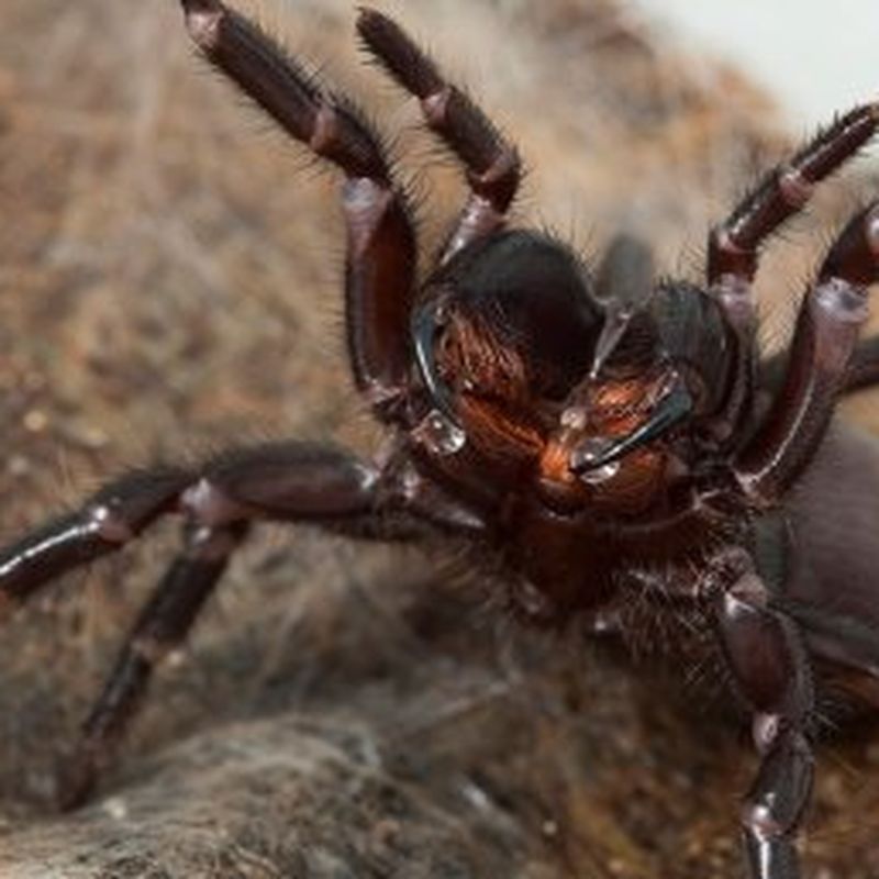 World's deadliest spider: the funnel-web - Australian Geographic