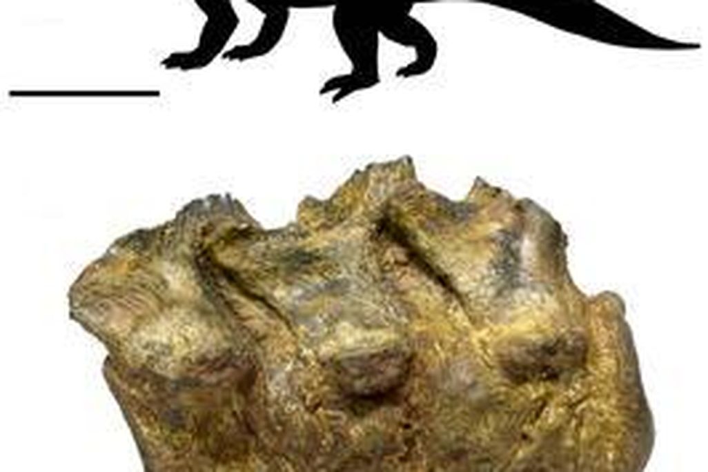 20110520083244archosaur-fused-vertebrae.jpg