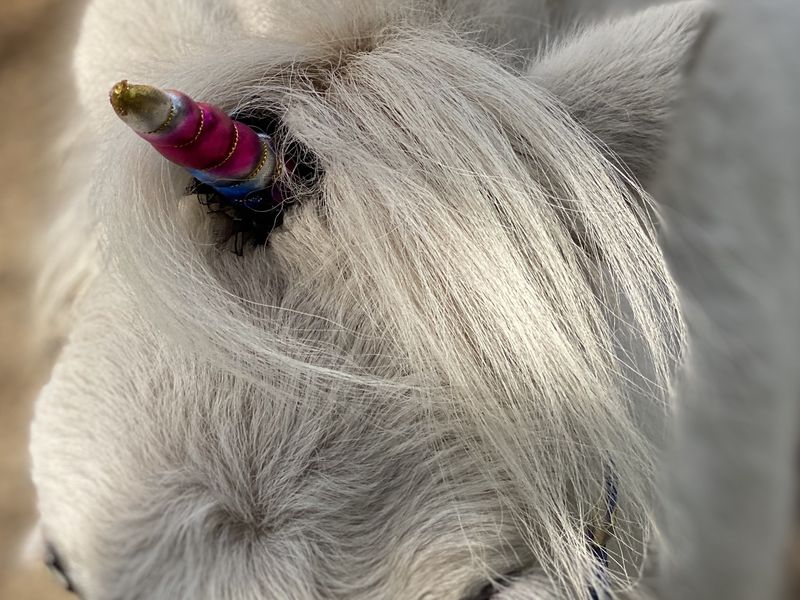 Unicorns do exist Smithsonian Photo Contest Smithsonian Magazine