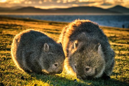 Baby wombat and mother on Maria Island.