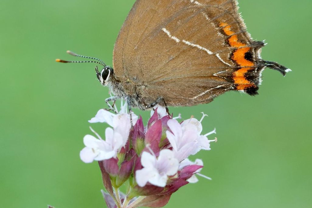 White-letter-Hairstreak_credit Iain H Leach.jpg