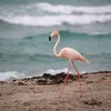 More Than a Century Ago, Flamingos Disappeared From Florida. Now, They're Coming Home icon