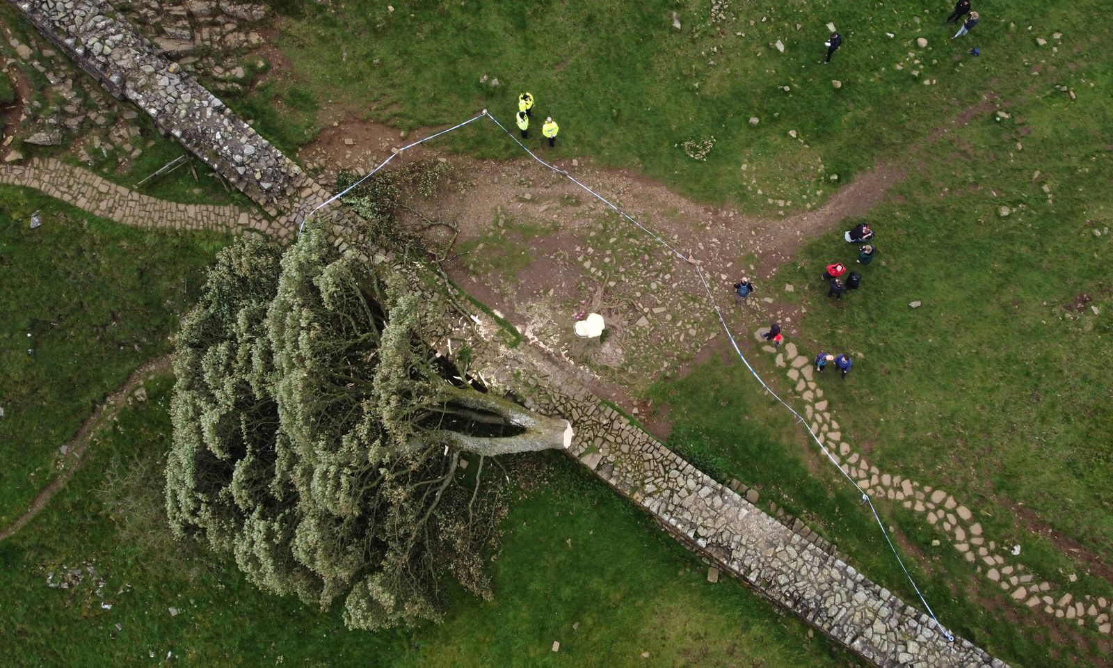 England’s Beloved Sycamore Gap Tree Is Showing Signs of Life, Three Years After Vandals Chopped It Down