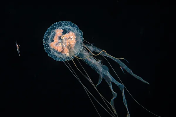 A light in the darkness thumbnail