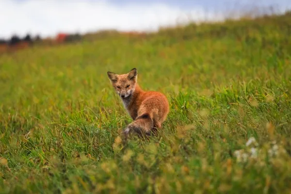 Beautiful fox in our field thumbnail