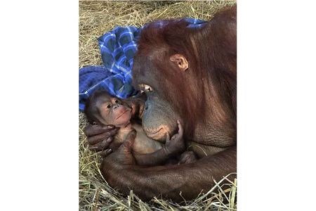 Batang and her infant are doing well and Zoo staff report she is nursing the new male Bornean orangutan.