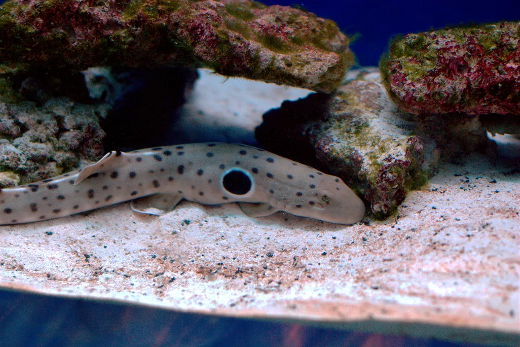 An epaulette shark (Hemiscyllium ocellatum) photographed in captivity at the Adventure Aquarium in Camden in 2009.