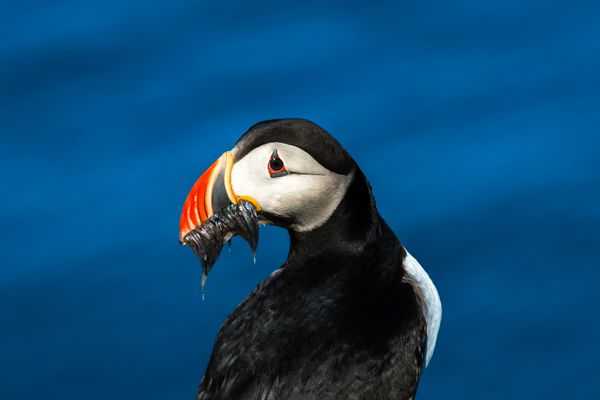 Puffin with fish thumbnail