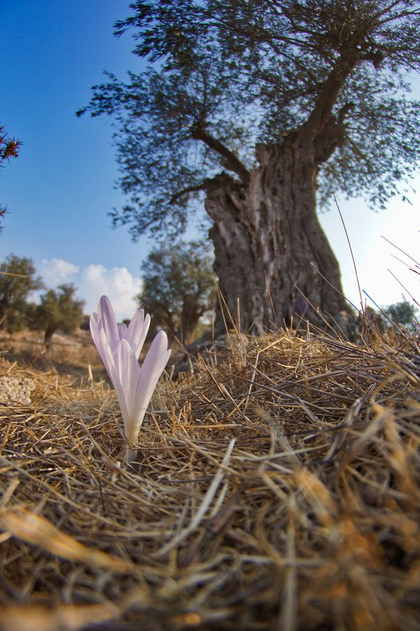 Jerusalem Meadow-saffron in olive grove thumbnail