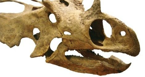 Utahceratops