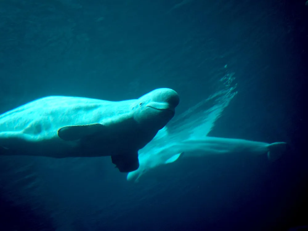 An image of two beluga whales swimming in the ocean. The background is dark blue, and the whales are in the middle. One is looking right at the camera, and the other is behind it.