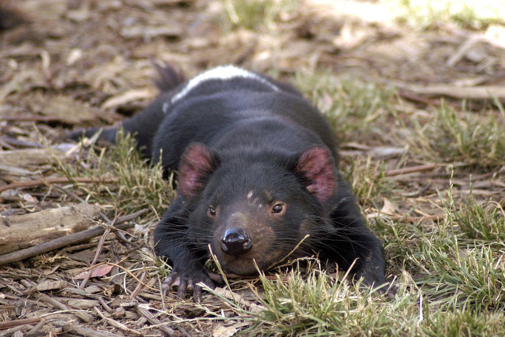 A Tasmanian devil relaxes in the sun