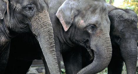 Three elephants will be coming to the National Zoo from Canada’s Calgary Zoo in the spring.