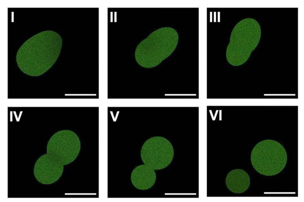 six panels showing the process of a green blob dividing into two