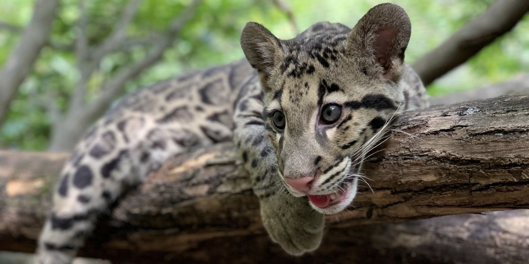 A clouded leopard cub with spotted fur, big paws, round ears and long whiskers rests on a tree branch.