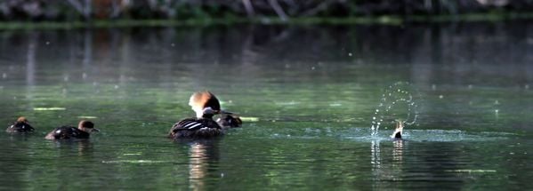 Baby Merganser does (another) 270! thumbnail