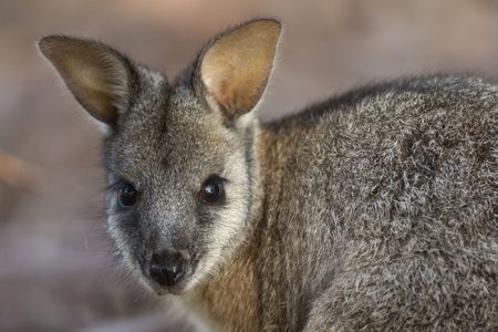 An adult tammar wallaby on Kangaroo Island, Australia.