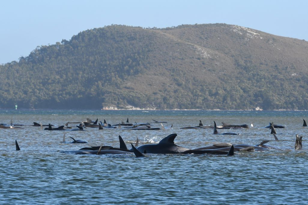 An expanse of shallow blue water, with dozens of black whale fins poking out of the surface and the shape of some whale bodies visible above the waves-- all hints of beached whales, which are dead or at risk of dying