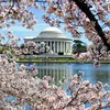 158 Cherry Blossom Trees Will Be Cut Down in D.C. in Effort to Withstand Sea-Level Rise icon