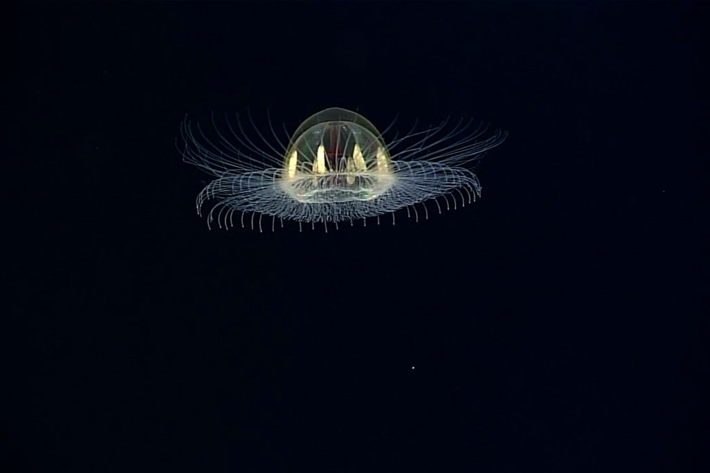 Jellyfish
