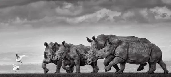 The Rugby Players: 5 rhinos seem to want to tackle two egrets thumbnail