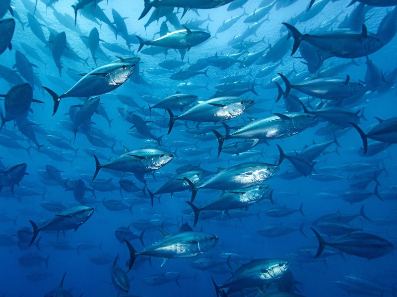 1. We say Bluefin Tuna, but what species are we talking about? - Institut  océanographique