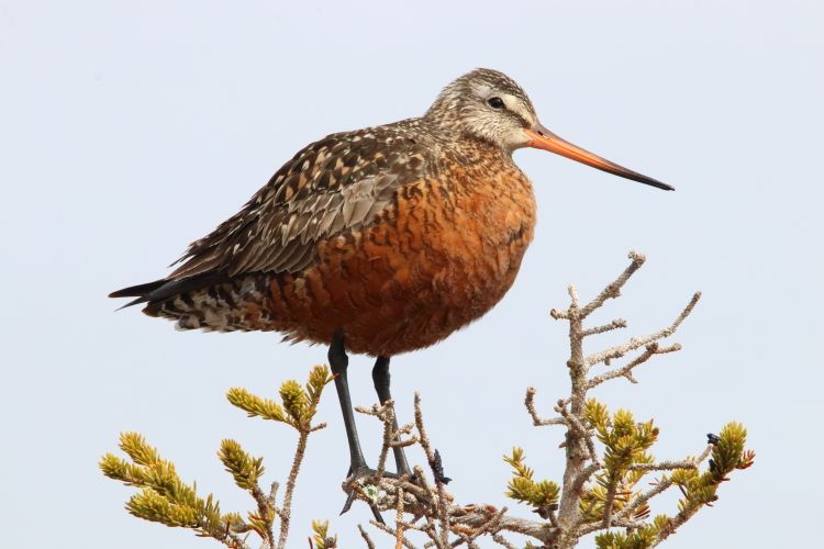 Hudsonian godwit