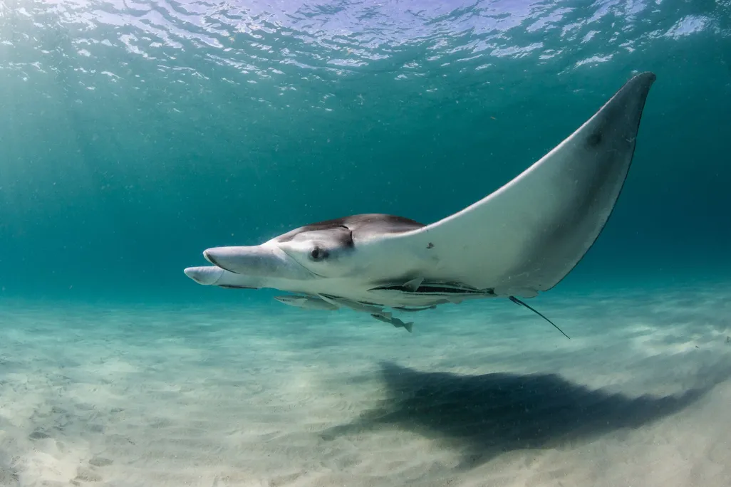 Manta ray in water