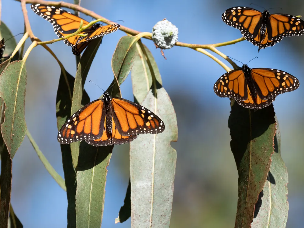 four monarchs on a eucalyptus branch