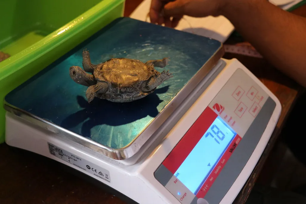 Juvenile tortoise