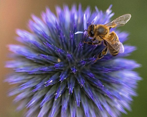 Blue Globe Thistle and a Bee thumbnail