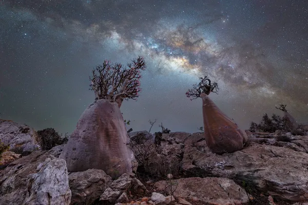 Bottle Tree Nights thumbnail