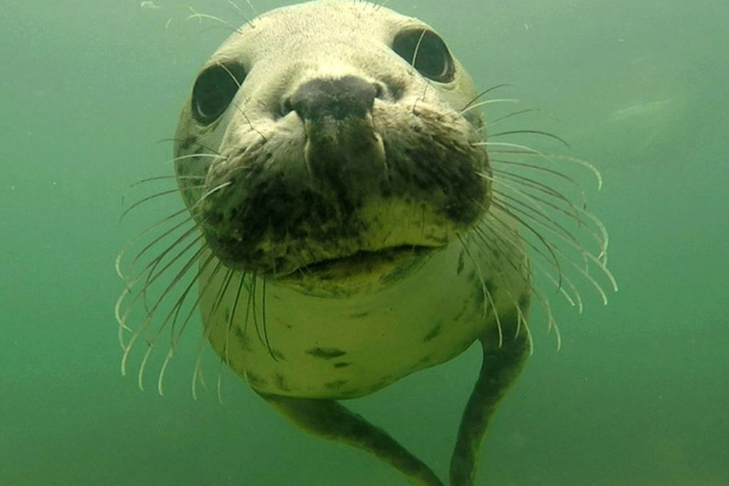 seal-clapping-seal-close-up-two-column.jpg