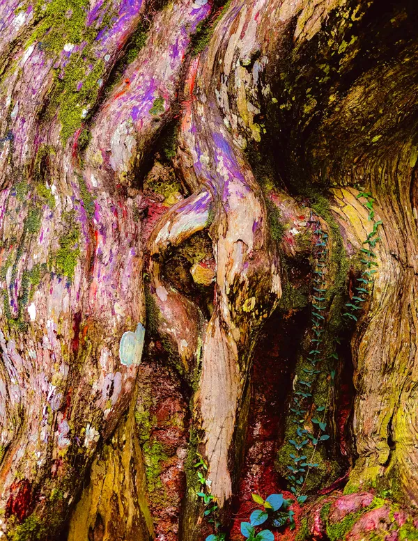 Living Tapestry thumbnail