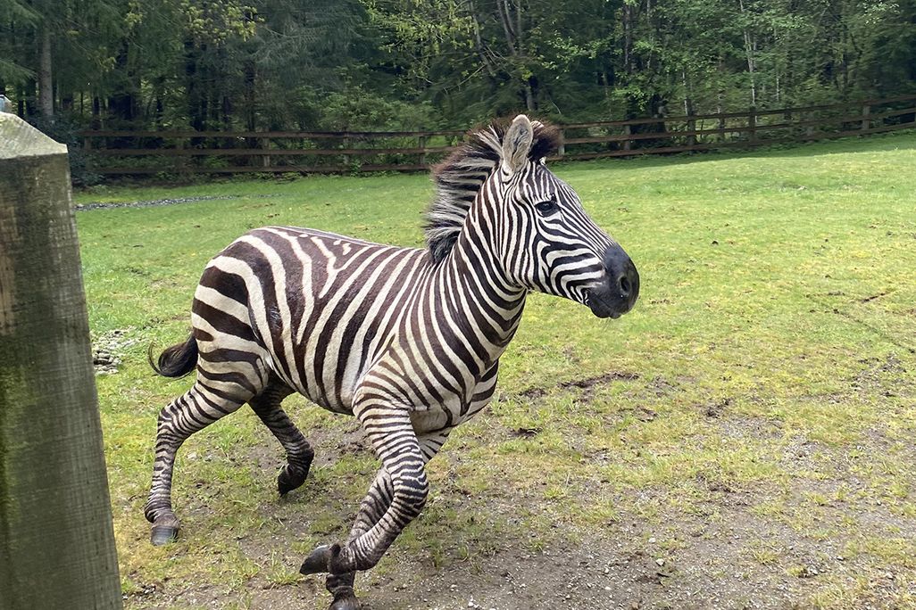 A zebra runs in a pen