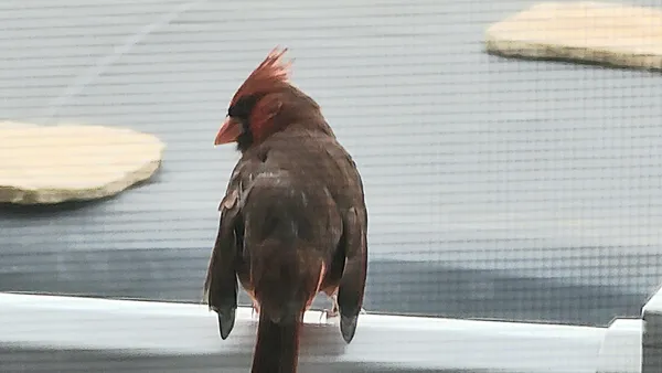 Hungry Cardinal thumbnail