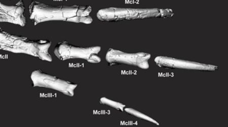 Banjo’s reconstructed hand, with the thumb claw on top
