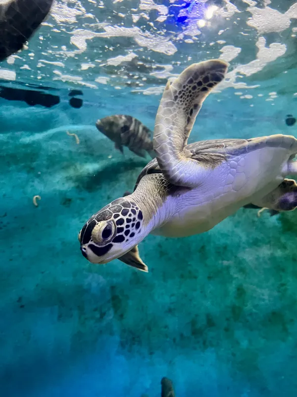 سلحاة بحرية نادرة thumbnail