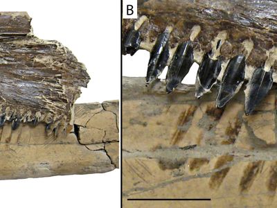Bite marks on the pterosaur bone match up with the teeth of two prehistoric fish: a Saurodon (pictured here) and a Squalicorax.